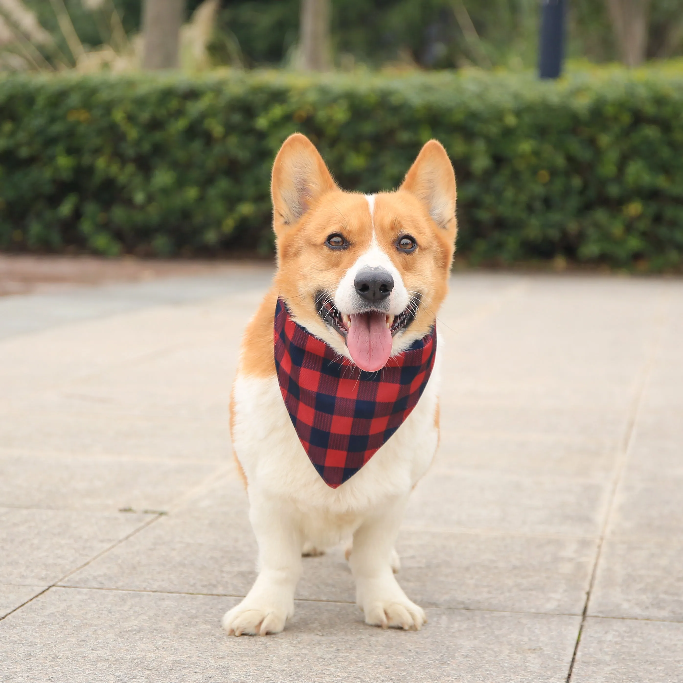 Buffalo Check Dog Collar Bandana