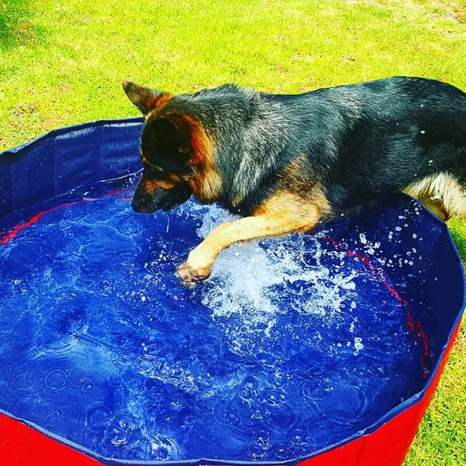 Dog Pool Foldable Dog Swimming Pool and bath