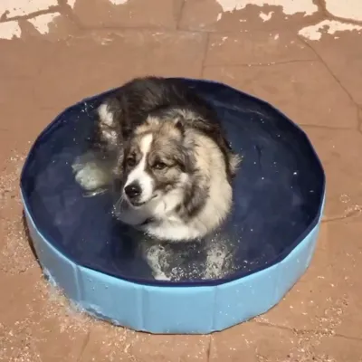 Dog Pool Foldable Dog Swimming Pool and bath