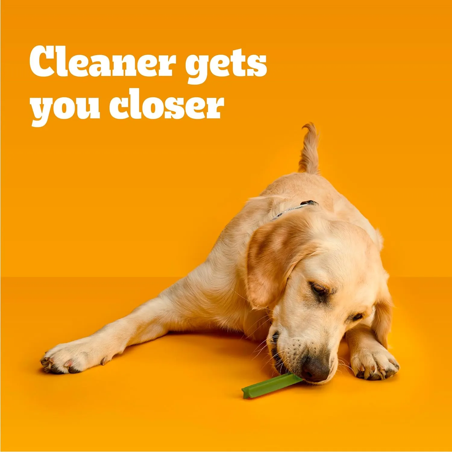 Pedigree Dentastix Large Breed Dog Treats, Fresh Flavor, 1.46 lb. Bag (28 Treats)